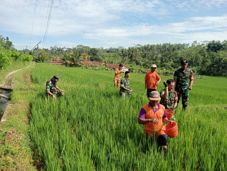 Babinsa Koramil 13 Banjarmangu Sengkuyung Bantu Tanam  Padi di Desa Binaan
