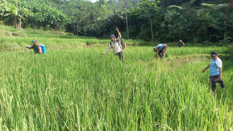 Babinsa Koramil 04 Karangkobar Bantu Pok Tan  Penyemprotan Padi Di Desa Jlegong