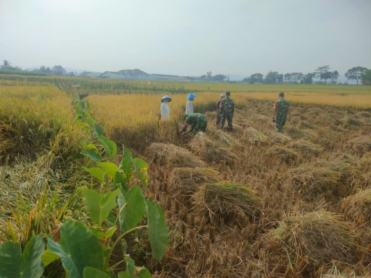 Danramil 08 Purwanegara Turun ke Sawah, Bantu Petani Panen di Desa Kutawuluh