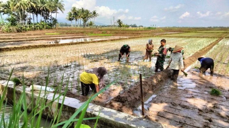 Turun Kesawah Babinsa Bantu Petani Taman Padi
