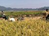 Danramil 06 Kalibening bersama warga melaksanakan pendampingan ketahanan pangan dengan membantu proses panen padi
