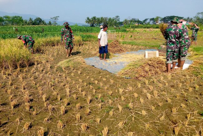 Wujudkan progam pemerintah Koramil 14 Madukara membantu proses panen padi bersama petani