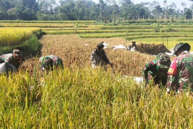 KORAMIL 16 PEJAWARAN MENDAMPINGI PETANI MELAKUKAN PEMANENAN PADI