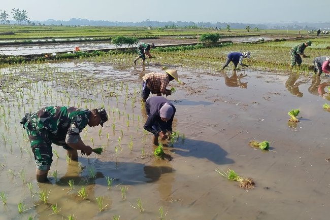 Babinsa pendampingan kelompok tani Mekar Sari tanam padi