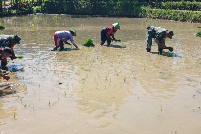Tingkatkan Ketahanan Pangan Batituud Pimpin Anggota Bantu Petani Tanam Padi