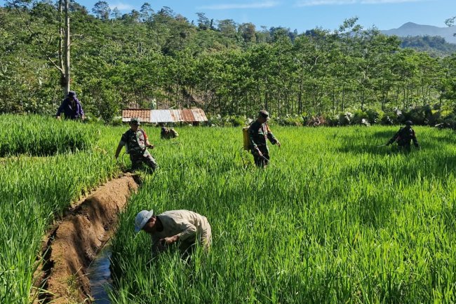 Bantu Perawatan Tanaman Padi Babinsa Koramil 04 Karangkobar Dampingi Pok Tan