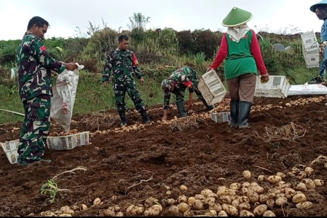 Koramil Bantu Panen Dan Berikan Penyuluhan Kepada Petani
