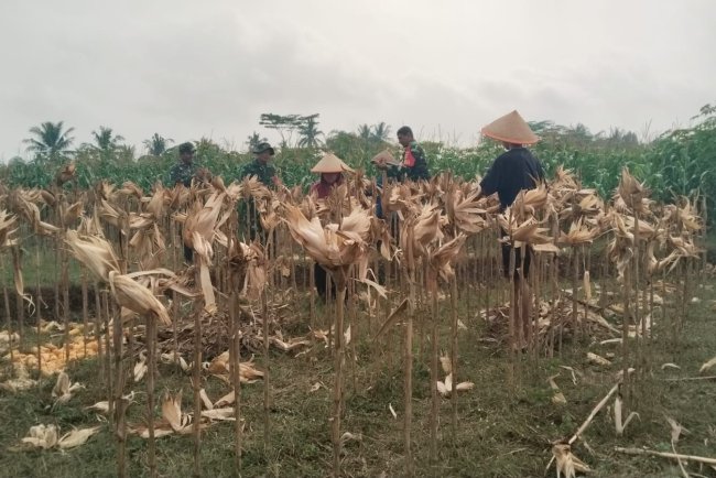 Sambang Tani Babinsa Panen Jagung Bersama Petan