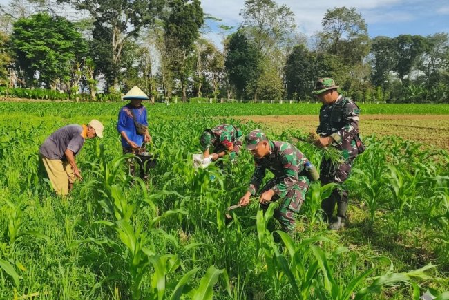 Dukung Ketahanan Pangan Babinsa Koramil 10 Bawang Berjibaku Bersama Poktan Tiga Serangkai di Lahan Demlot