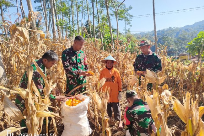 Wujudkan Ketahanan Pangan Danramil dan Warga Panen Jagung