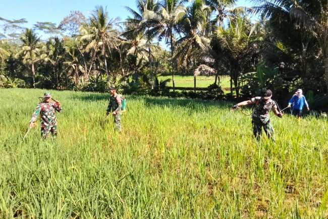 BANTU USIR HAMA, DANRAMIL DAN BABINSA BANTU PETANI LAKSANAKAN PENYEMPROTAN
