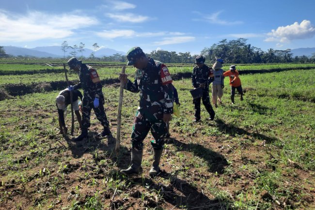 Koramil 03 Wanadadi Bersama Poktan Sri Bogasari Laksanakan Penanaman Jagung
