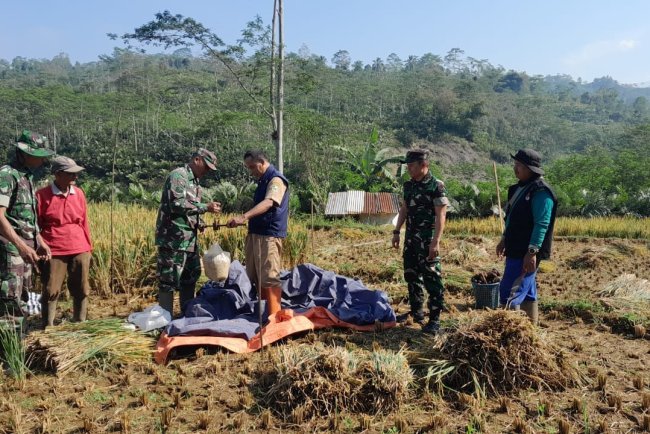 Babinsa Koramil 04/Karangkobar Pendampingan PPL dan Poktan Bantu Panen Padi