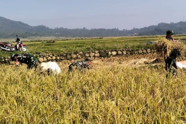 Danramil 06 Kalibening bersama warga melaksanakan pendampingan ketahanan pangan dengan membantu proses panen padi