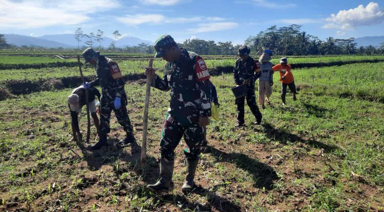 Koramil 03 Wanadadi Bersama Poktan Sri Bogasari Laksanakan Penanaman Jagung