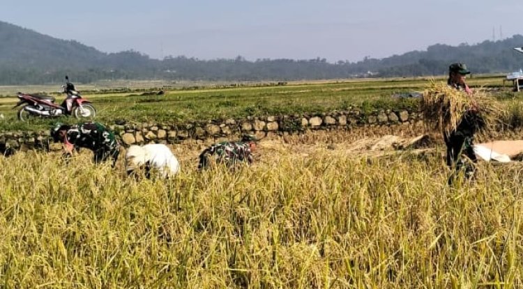 Danramil 06 Kalibening bersama warga melaksanakan pendampingan ketahanan pangan dengan membantu proses panen padi