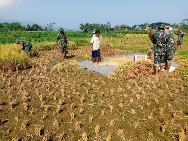 Wujudkan progam pemerintah Koramil 14 Madukara membantu proses panen padi bersama petani