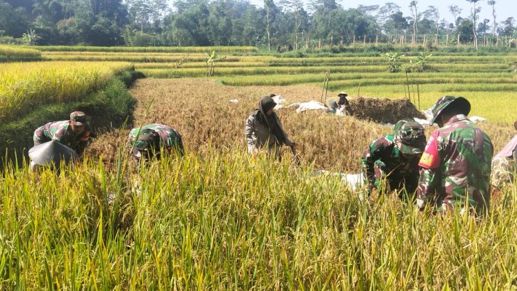 KORAMIL 16 PEJAWARAN MENDAMPINGI PETANI MELAKUKAN PEMANENAN PADI