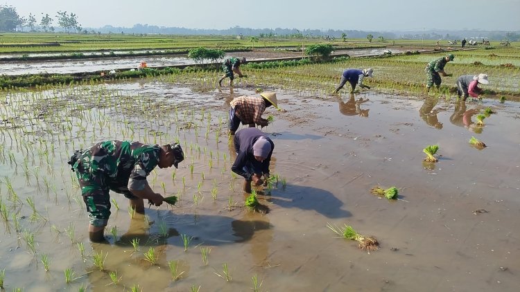 Babinsa pendampingan kelompok tani Mekar Sari tanam padi