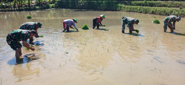 Tingkatkan Ketahanan Pangan Batituud Pimpin Anggota Bantu Petani Tanam Padi