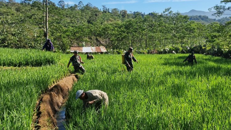Bantu Perawatan Tanaman Padi Babinsa Koramil 04 Karangkobar Dampingi Pok Tan