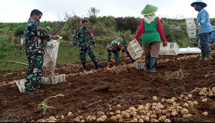 Koramil Bantu Panen Dan Berikan Penyuluhan Kepada Petani