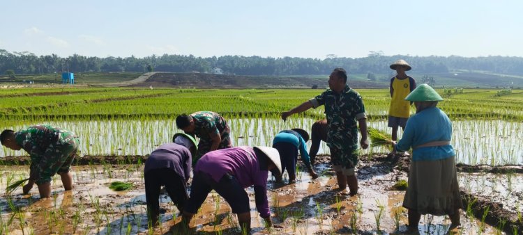 Semangat Babinsa Kebersamaan Membantu Pentani Saat Menanam Padi diwilayah