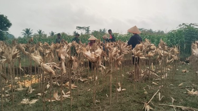 Sambang Tani Babinsa Panen Jagung Bersama Petan