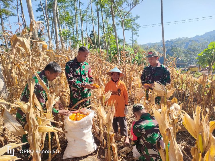 Wujudkan Ketahanan Pangan Danramil dan Warga Panen Jagung