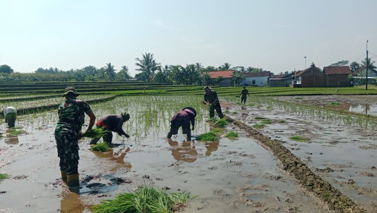 TANAM PADI BERSAMA POKTAN SEKAR TANI DAN BABINSA