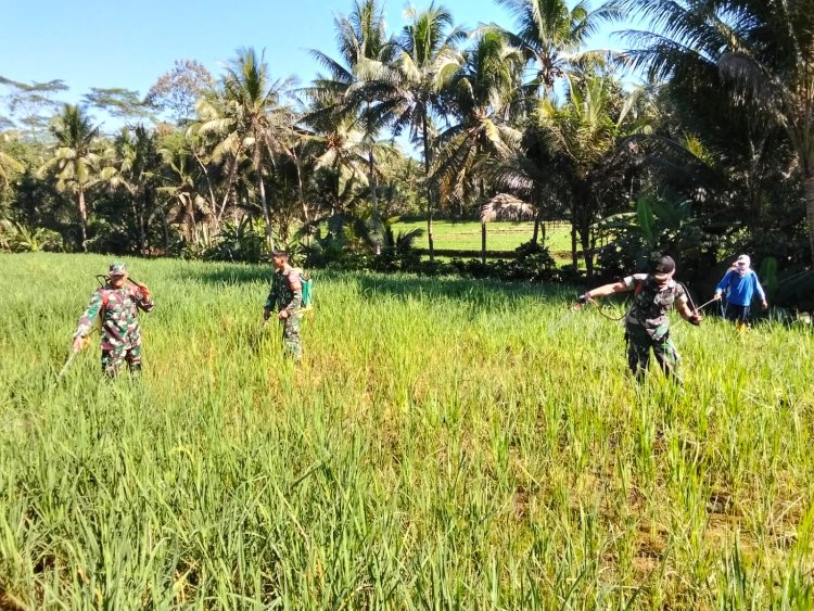 BANTU USIR HAMA, DANRAMIL DAN BABINSA BANTU PETANI LAKSANAKAN PENYEMPROTAN