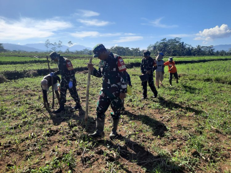 Koramil 03 Wanadadi Bersama Poktan Sri Bogasari Laksanakan Penanaman Jagung