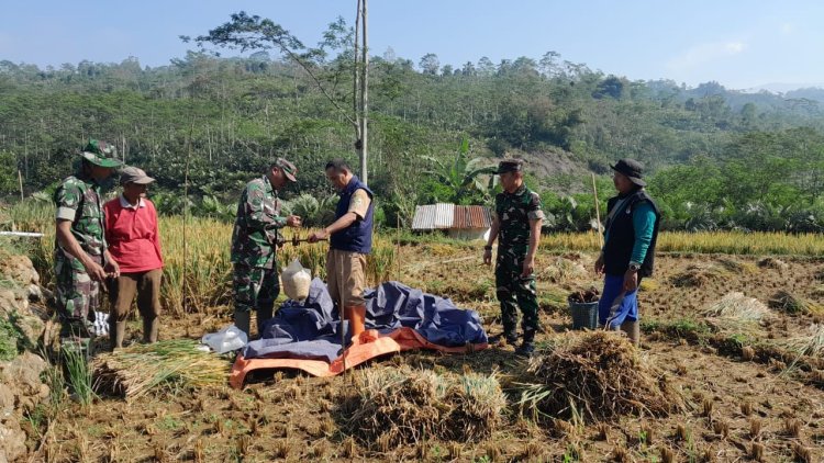 Babinsa Koramil 04/Karangkobar Pendampingan PPL dan Poktan Bantu Panen Padi