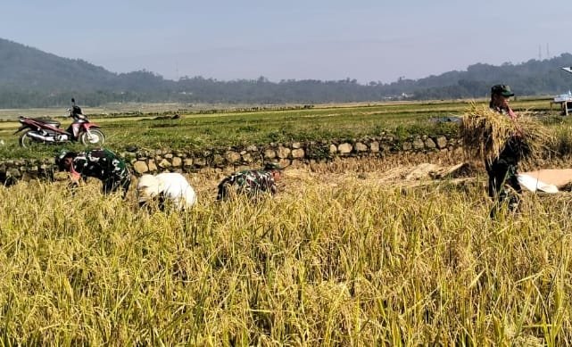 Danramil 06 Kalibening bersama warga melaksanakan pendampingan ketahanan pangan dengan membantu proses panen padi