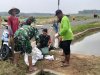 Semangat Babinsa Kebersamaan Membantu Pentani Saat Menabur Garam Padi diwilayah
