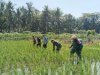 Babinsa Bersama Petani Melaksanakan Penyemprotan Tanaman Padi