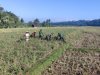 Dukung Ketahanan Pangan, Danramil Punggelan Turun ke Sawah Dampingi Petani Panen Padi