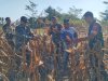 Sinergi TNI dan Petani Kutayasa Panen Jagung Melimpah Siap Sukseskan Ketahanan Pangan Nasional
