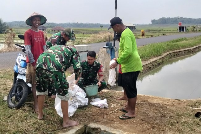 Semangat Babinsa Kebersamaan Membantu Pentani Saat Menabur Garam Padi diwilayah
