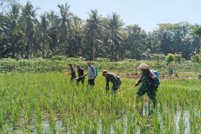 Babinsa Bersama Petani Melaksanakan Penyemprotan Tanaman Padi