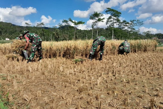 Wujud nyata Dukung Ketahanan Pangan Danramil dan Babinsa Bantu Petani Panen Padi