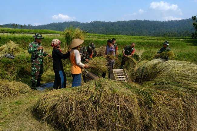 Sukseskan Ketahanan Pangan Babinsa Bantu Petani Panen Padi