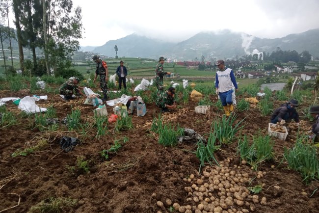 Upaya Sukseskan Ketahanan Pangan Nasional Koramil Bantu Petani Panen Kentang