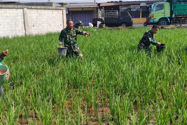 Babinsa Koramil 07 Mandiraja Dampingi Petani memupuk padi di Wilayah desa Binaan