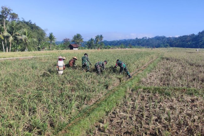 Dukung Ketahanan Pangan, Danramil Punggelan Turun ke Sawah Dampingi Petani Panen Padi