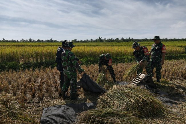 Babinsa Koramil 14 Madukara Dampingi Panen Padi Perkuat Kemanunggalan TNI-Rakyat