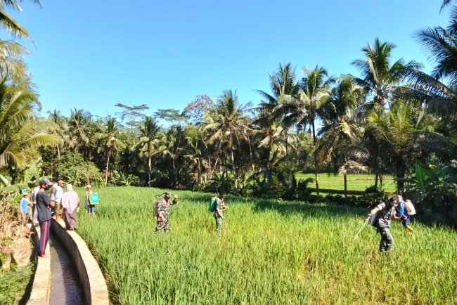 Danposramil Dan Babinsa Bantu Petani Penyemprotan Padi Untuk Membasmi Hama