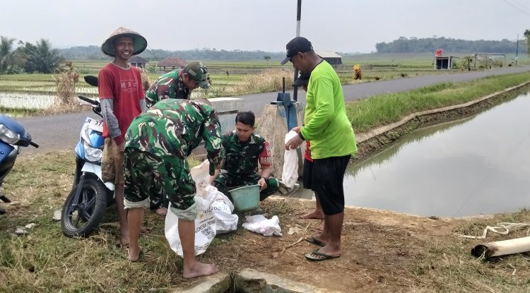 Semangat Babinsa Kebersamaan Membantu Pentani Saat Menabur Garam Padi diwilayah