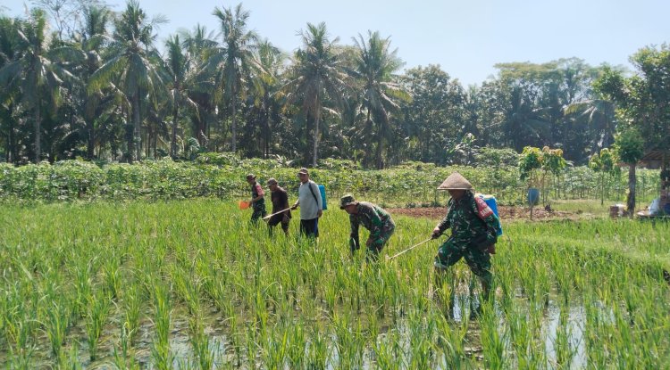 Babinsa Bersama Petani Melaksanakan Penyemprotan Tanaman Padi