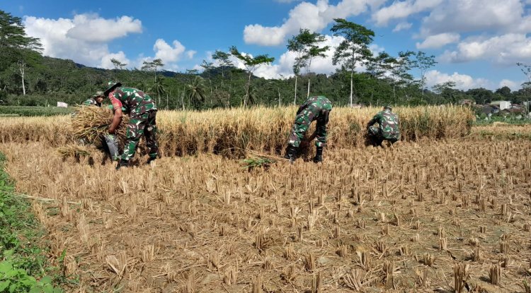 Wujud nyata Dukung Ketahanan Pangan Danramil dan Babinsa Bantu Petani Panen Padi